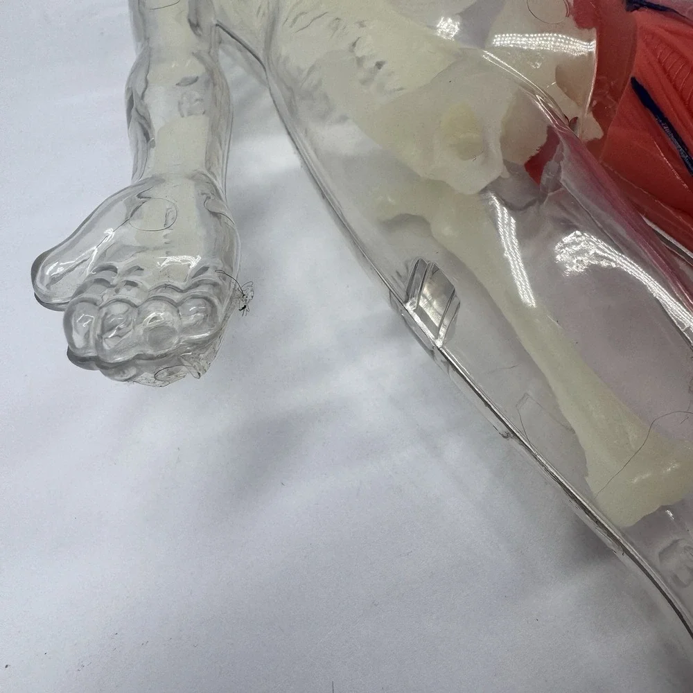 Human Anatomy Body Model‎ Figure w Removable Organs Educational READ